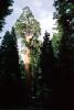 Giant sequoia (Sequoiadendron giganteum), 1950s