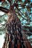 Tree Bark, tall, NPSV01P01_17.2568