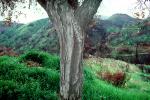 Tree Bark, Hills, Malibu, California