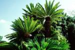 Palm Fronds, Tree, NPSV01P02_06