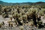 Cholla Cactus Garden, Joshua Tree National Monument, NPSV01P06_14.2568