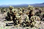 Cholla Cactus Garden, NPSV01P06_15