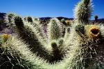 Cholla Cactus Garden, Spikes, Spines