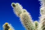 Cholla Cactus Garden, Joshua Tree National Monument, NPSV01P07_01