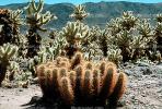 Cholla Cactus Garden, Mountains, Forest, NPSV01P07_02.2568
