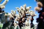Cholla Cactus Garden, Joshua Tree National Monument, NPSV01P07_03