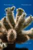 Cholla Cactus Garden, Joshua Tree National Monument, NPSV01P07_04.2568