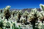 Cholla Cactus Garden, Mountains, Forest