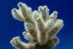 Cholla Cactus Garden, Joshua Tree National Monument, NPSV01P07_06