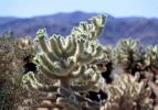 Cholla Cactus Garden, Joshua Tree National Monument, NPSV01P07_08