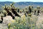 Cholla Cactus Garden, Mountains, Forest, NPSV01P07_12