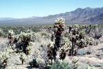 Cholla Cactus Garden, Mountains, Forest, valley, NPSV01P07_13