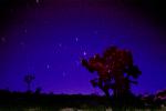 night skies, Joshua Tree National Monument