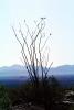 Ocotillo Cactus, (Fonquieria splendens), Joshua Tree National Monument, NPSV01P12_03