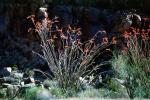 Ocotillo Cactus, (Fonquieria splendens), Joshua Tree National Monument, NPSV01P12_05