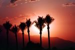 Palm Trees and a Sunset, Palm Springs, NPSV01P13_04