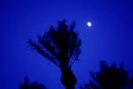 Palm Trees and the Moon, Palm Springs, NPSV01P13_07