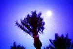 Palm Trees and the Moon, Palm Springs, NPSV01P13_07B