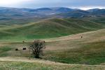 Rolling Hills, mountains, tree, grazing cows, NPSV02P04_04