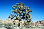 Joshua Tree (Yucca brevifolia), Monocot, Asparagales, Asparagaceae, Agavoideae, Angiosperms, NPSV02P05_06