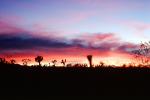 sky, sunset, Joshua Tree National Monument, NPSV02P05_11