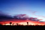 Early Morning Sunrise, Joshua Tree National Monument, NPSV02P05_12