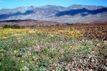 Desert, Field of Flowers, mountain, hills, valley, NPSV02P06_10