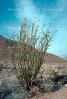 Ocotillo Cactus, (Fonquieria splendens), Anza-Borrego Desert State Park, NPSV02P07_10.2568