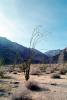 Ocotillo Cactus, (Fonquieria splendens), Anza-Borrego Desert State Park, NPSV02P07_11
