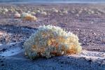 Creosote bush, Death Valley National Park, NPSV02P11_14