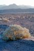 Creosote bush, Death Valley National Park, NPSV02P11_15