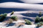 Sand Dunes, texture, sandy, bush, ridges