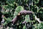 Pine Cones, (Pinus longaeva), Purple, NPSV03P03_03