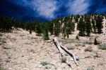 Bristlecone Pines State Park, (Pinus longaeva), NPSV03P03_04