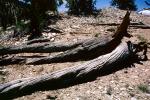 Gnarled Tree, dry, desiccated, wood texture, (Pinus longaeva), NPSV03P03_05