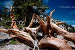 Gnarled Trees, dry, desiccated, (Pinus longaeva), NPSV03P03_08.2568