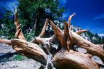 Bristlecone Pine, gnarled trees