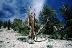 Gnarled Trees, dry, desiccated, (Pinus longaeva), NPSV03P03_09