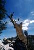 Gnarled Trees, dry, desiccated, (Pinus longaeva), NPSV03P03_15