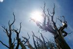 Gnarled Trees, dry, desiccated, (Pinus longaeva), Sun, NPSV03P03_18