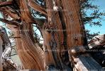 Gnarled Trees, dry, desiccated, (Pinus longaeva), NPSV03P04_02.2568