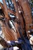 Gnarled Trees, dry, desiccated, (Pinus longaeva), NPSV03P04_03