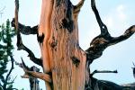 Gnarled Trees, dry, desiccated, (Pinus longaeva), twisted, twistree, NPSV03P04_07