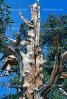 Gnarled Trees, dry, desiccated, (Pinus longaeva), NPSV03P04_09