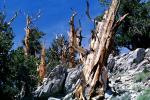 Gnarled Trees, dry, desiccated, (Pinus longaeva), NPSV03P04_10