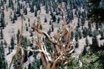 Gnarled Twisted Trees, dry, desiccated, twistree, wood texture, (Pinus longaeva), NPSV03P04_12