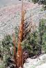 Gnarled Twisted Trees, dry, desiccated, twistree, wood texture, (Pinus longaeva), NPSV03P04_13