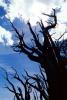 Gnarled Trees, dry, desiccated, twisted, twistree, (Pinus longaeva), NPSV03P04_17