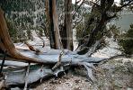 Gnarled Twisted Trees, dry, desiccated, twistree, wood texture, (Pinus longaeva), NPSV03P04_18.2568