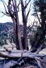Gnarled Twisted Trees, dry, desiccated, twistree, wood texture, (Pinus longaeva), NPSV03P04_19